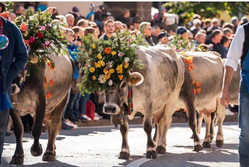 “Desmontegada de le vache & Festival del Gusto”