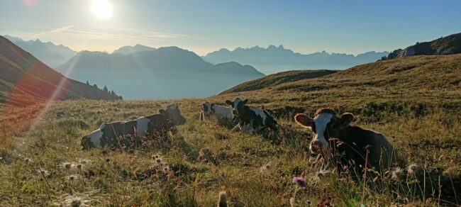 Caseificio Sociale di Predazzo e Moena s.c.a.: sostenibilità e tracciabilità.