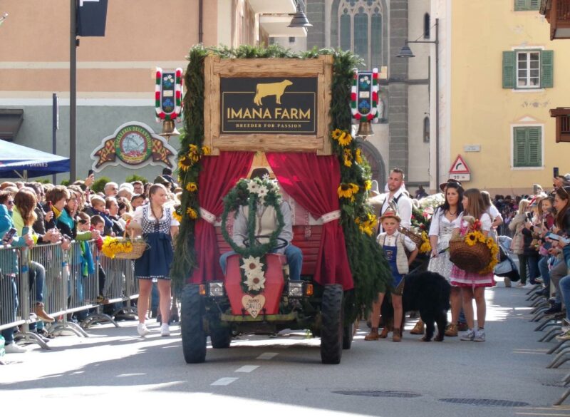 Desmontegada de le vache a Predazzo…