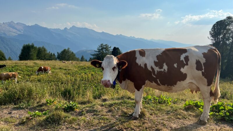 Il pascolo montano: garanzia di qualità e sostenibilità